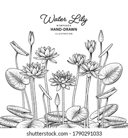 Sketch Floral decorative set. Water lily flower drawings. Black line art isolated on white backgrounds. Hand Drawn Botanical Illustrations. Elements vector.
