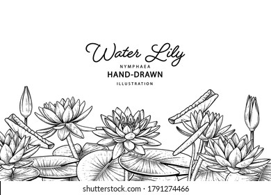 Sketch Floral decorative set. Water lily flower drawings. Black line art isolated on white backgrounds. Hand Drawn Botanical Illustrations. Elements vector.

