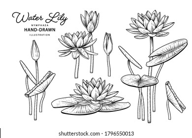 Sketch Floral decorative set. Water lily flower drawings. Black line art isolated on white backgrounds. Hand Drawn Botanical Illustrations. Elements vector.
