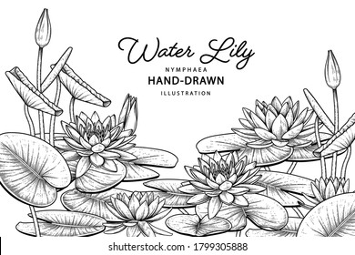 Sketch Floral decorative set. Water lily flower drawings. Black line art isolated on white backgrounds. Hand Drawn Botanical Illustrations. Elements vector.
