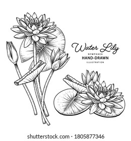 Sketch Floral decorative set. Water lily flower drawings. Black line art isolated on white backgrounds. Hand Drawn Botanical Illustrations. Elements vector.
