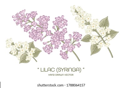 Sketch Floral decorative set. White and Purple Syringa vulgaris (Common Lilac) flower drawings. Vintage line art isolated on white backgrounds. Hand Drawn Botanical Illustrations. Elements vector.