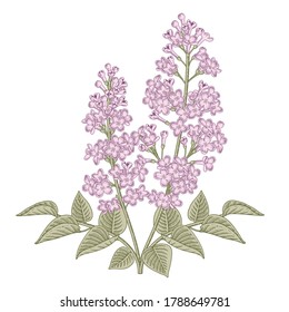 Sketch Floral decorative set. White and Purple Syringa vulgaris (Common Lilac) flower drawings. Vintage line art isolated on white backgrounds. Hand Drawn Botanical Illustrations. Elements vector.