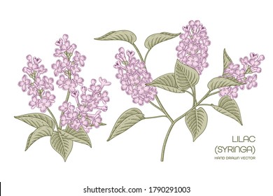 Sketch Floral decorative set. White and Purple Syringa vulgaris (Common Lilac) flower drawings. Vintage line art isolated on white backgrounds. Hand Drawn Botanical Illustrations. Elements vector.