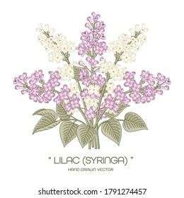 Sketch Floral decorative set. White and Purple Syringa vulgaris (Common Lilac) flower drawings. Vintage line art isolated on white backgrounds. Hand Drawn Botanical Illustrations. Elements vector.