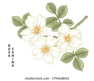 Sketch Floral decorative set. White Dog rose (Rosa canina) flower drawings. Vintage line art isolated on white backgrounds. Hand Drawn Botanical Illustrations. Elements vector.