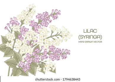 Sketch Floral decorative set. White and Purple Syringa vulgaris (Common Lilac) flower drawings. Vintage line art isolated on white backgrounds. Hand Drawn Botanical Illustrations. Elements vector.