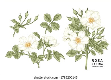 Sketch Floral decorative set. White Dog rose (Rosa canina) flower drawings. Vintage line art isolated on white backgrounds. Hand Drawn Botanical Illustrations. Elements vector.