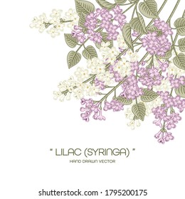 Sketch Floral decorative set. White and Purple Syringa vulgaris (Common Lilac) flower drawings. Vintage line art isolated on white backgrounds. Hand Drawn Botanical Illustrations. Elements vector.
