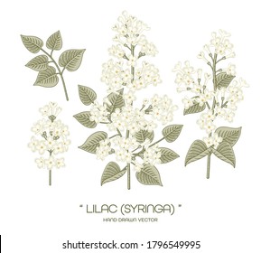 Sketch Floral decorative set. White and Purple Syringa vulgaris (Common Lilac) flower drawings. Vintage line art isolated on white backgrounds. Hand Drawn Botanical Illustrations. Elements vector.
