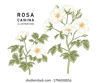 Sketch Floral decorative set. White Dog rose (Rosa canina) flower drawings. Vintage line art isolated on white backgrounds. Hand Drawn Botanical Illustrations. Elements vector.