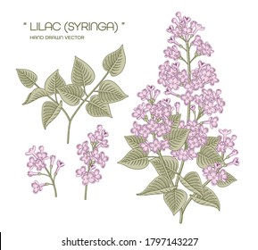 Sketch Floral decorative set. White and Purple Syringa vulgaris (Common Lilac) flower drawings. Vintage line art isolated on white backgrounds. Hand Drawn Botanical Illustrations. Elements vector.