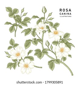 Sketch Floral decorative set. White Dog rose (Rosa canina) flower drawings. Vintage line art isolated on white backgrounds. Hand Drawn Botanical Illustrations. Elements vector.