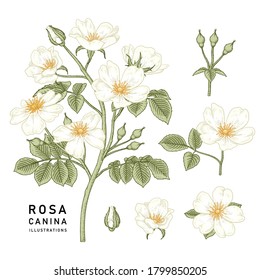 Sketch Floral decorative set. White Dog rose (Rosa canina) flower drawings. Vintage line art isolated on white backgrounds. Hand Drawn Botanical Illustrations. Elements vector.