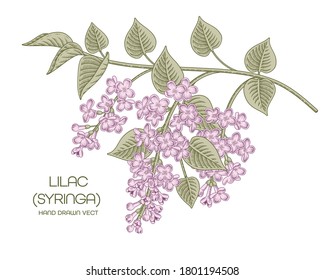 Sketch Floral decorative set. White and Purple Syringa vulgaris (Common Lilac) flower drawings. Vintage line art isolated on white backgrounds. Hand Drawn Botanical Illustrations. Elements vector.