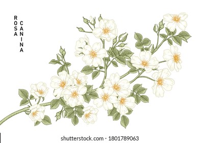 Sketch Floral decorative set. White Dog rose (Rosa canina) flower drawings. Vintage line art isolated on white backgrounds. Hand Drawn Botanical Illustrations. Elements vector.