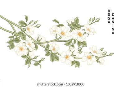 Esbozo Conjunto decorativo floral. Dibujos florales de rosa de perro blanco (Rosa canina). Arte de líneas antiguas aisladas con orígenes blancos. Ilustraciones Botánicas Dibujadas A Mano. Vector de elementos.