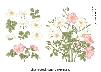 Esbozo Conjunto decorativo floral. Dibujos florales de rosa de perro blanco y rosa (Rosa canina). Arte de líneas antiguas aisladas con orígenes blancos. Ilustraciones Botánicas Dibujadas A Mano. Vector de elementos.
