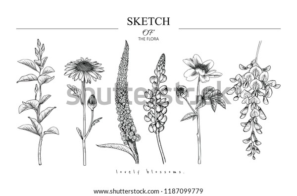花柄セットをスケッチします マグノリア デイジー ベロニカ ルパン ペオニ 藤の花の絵 白い背景に白黒とラインアート 手描きの植物イラスト ベクター画像 ビンテージスタイル のベクター画像素材 ロイヤリティフリー