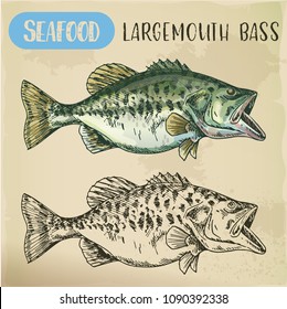 Sketch of Florida largemouth bass, black gamefish or widemouth, bigmouth, bucketmouth, Potter’s or Oswego trout, gilsdorf or LMB. Underwater and seafood, nautical and ocean, sea theme