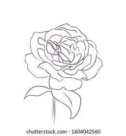 Sketch Flower Black White Line Art Stock Vector (Royalty Free ...