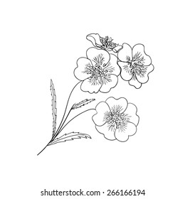 Sketch. Flower  blossoms . Vector illustration