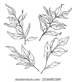 Esboço Flor Botânica Coleção. Desenhos de Ramificações. Preto-e-branco com Line Art no Plano de Fundo Branco. Folhagem botânica isolada. Jardim botânico. Desenhado à Mão