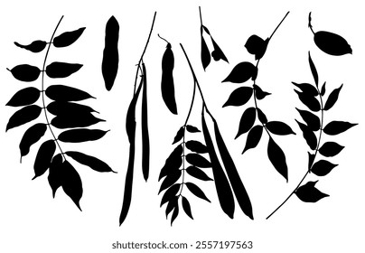 Sketch Flower Botany Collection. Branches Drawings. Black and White with Line Art on White Background. Isolated botanical foliage. Botanical garden. Silhouette branches. Hand Drawn