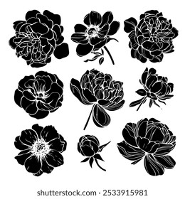 Esboço Flor Botânica Coleção. Desenhos de flores. Preto-e-branco com Line Art no Plano de Fundo Branco. Flor botânica isolada.  Jardim botânico. Desenhado à Mão