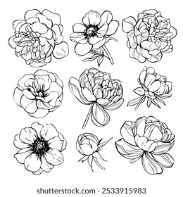 Esboço Flor Botânica Coleção. Desenhos de flores. Preto-e-branco com Line Art no Plano de Fundo Branco. Flor botânica isolada.  Jardim botânico. Desenhado à Mão