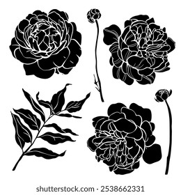 Esboço Flor Botânica Coleção. Desenhos de flores. Preto-e-branco com Line Art no Plano de Fundo Branco. Flor botânica isolada. Jardim botânico. Flores de silhueta. Desenhado à Mão