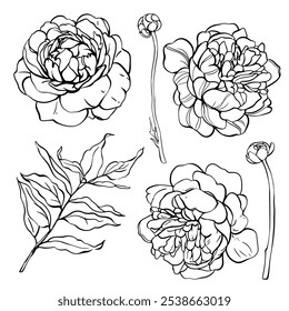 Esboço Flor Botânica Coleção. Desenhos de flores. Preto-e-branco com Line Art no Plano de Fundo Branco. Flor botânica isolada.  Jardim botânico. Desenhado à Mão