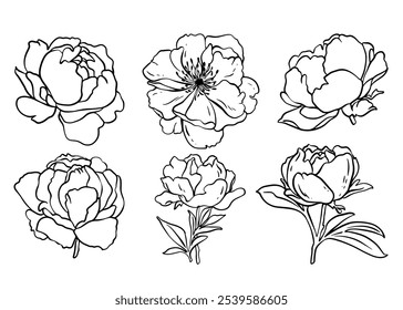 Esboço Flor Botânica Coleção. Desenhos de flores. Preto-e-branco com Line Art no Plano de Fundo Branco. Flor botânica isolada.  Jardim botânico. Desenhado à Mão