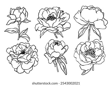 Esboço Flor Botânica Coleção. Desenhos de flores. Preto-e-branco com Line Art no Plano de Fundo Branco. Flor botânica isolada.  Jardim botânico. Desenhado à Mão