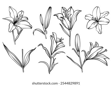 Esboço Flor Botânica Coleção. Desenhos de flores. Preto-e-branco com Line Art no Plano de Fundo Branco. Flor botânica isolada.  Jardim botânico. Desenhado à Mão