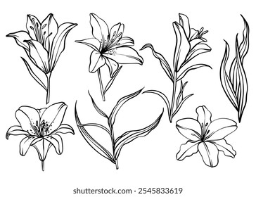 Esboço Flor Botânica Coleção. Desenhos de flores. Preto-e-branco com Line Art no Plano de Fundo Branco. Flor botânica isolada.  Jardim botânico. Desenhado à Mão