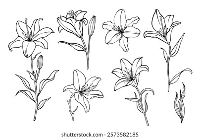 Sketch Flower Botany Collection. Flower Drawings. Black and White with Line Art on White Background. Isolated botanical flower.  Botanical garden. Hand Drawn