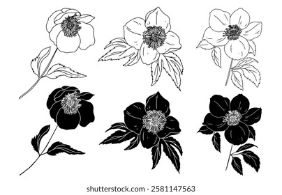 Sketch Flower Botany Collection. Flower Drawings. Black and White with Line Art on White Background. Isolated botanical flower. Silhouette flowers. Botanical garden. Hand Drawn