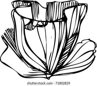 sketch of flower buds on a white background