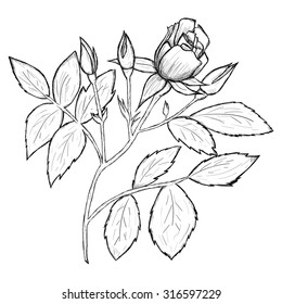 Sketch of flower by hand on an isolated background