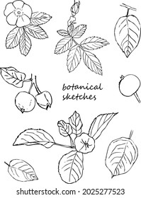 Sketch Flower collection of botany. Flower drawings. Black and white with linear art on a white background. Hand-drawn Botanical illustrations.Vector.