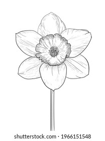 Sketch of a flower of a daffodil close-up on a white background. Vector illustration in a linear style. EPS 10. Isolated, narcissus. Hatching. 