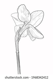 Sketch of a flower of a daffodil close-up on a white background. Vector illustration in a linear style. EPS 10. Isolated, narcissus. Hatching. Back view.