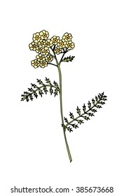 Sketch flower illustration