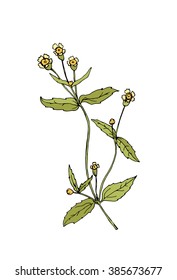 Sketch flower illustration