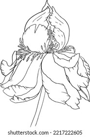 Sketch flower Iris poster print painting flower botanical botanic art room decor wall design abstract inspiration palette sketch nature study artist inspired summer 