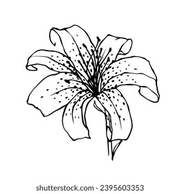 Sketch of a flower, lily bud. Decorative botanical element. Vector graphics.