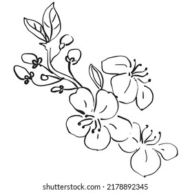 Sketch of flowering branch of cherry tree. Hand drawn cherry flowers.