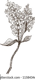 Sketch Of A Flowering Twig Of Lilac