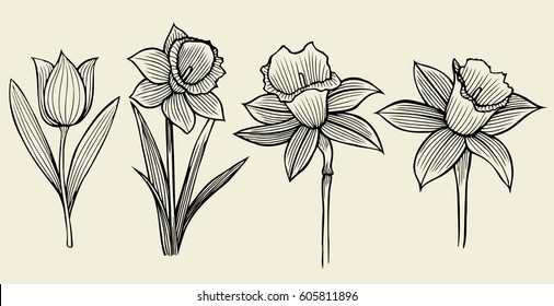 sketch of flowers. Black outline on beige background, vector illustration